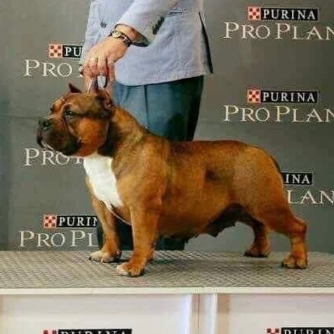 bhk ch condesa, champion abkc - american bully fawn - ancestro de linaje de ch don lee