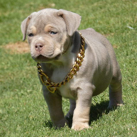 cachorro de american bully xl tri lilac - akrama cantabria, españa