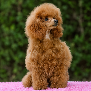 golden strik kiwi - ancestro de petit chiens kiki - akrama cantabria