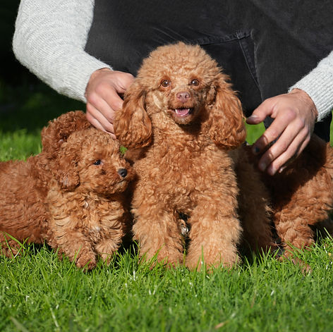 Hembra adulta de caniche toy con porte elegante y mirada tranquila, parte de la familia Petit Chiens.