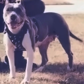 Greyline Tony's Showtime, origen del american bully, akrama cantabria, españa