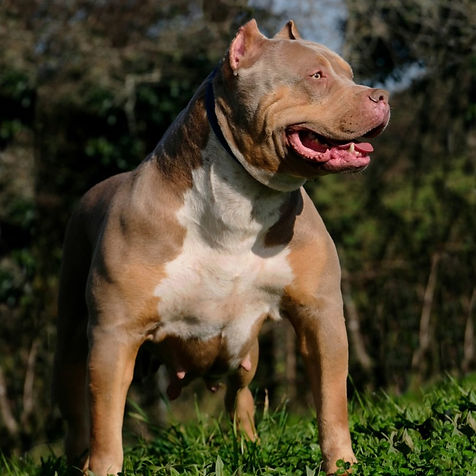 big momma's eris - american bully xk lilac tri - madre de big momma's baloo