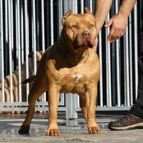 hembras de american bully - akrama cantabria, españa