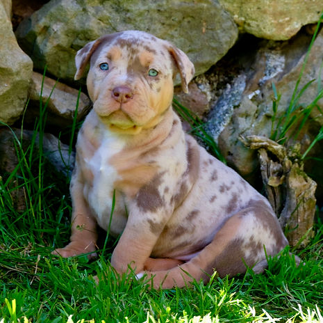 cachorros de american bully xl chocolate tricolor merle - akrama