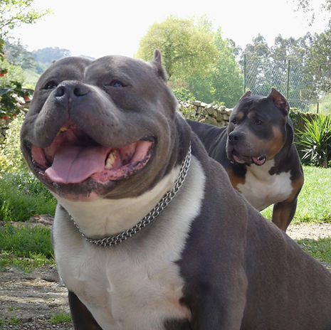 voler y azok - american bully classic - akrama