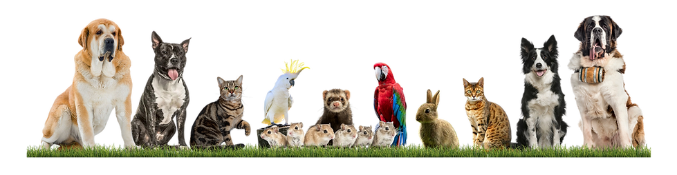 animal transport eu