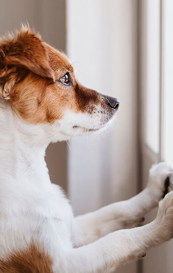 problemas de ansiedad por separacion, centro canino akrama cantabria
