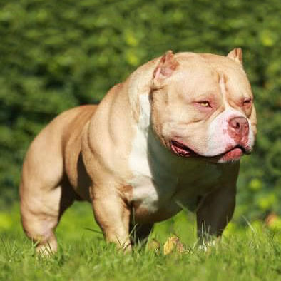 ABKC. CH BISON