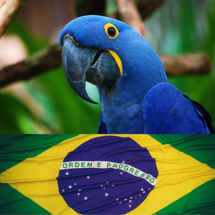 Animal Transport EU – pet transport to Brazil, secure and organised journeys for dogs, cats, birds and small animals to São Paulo, Rio de Janeiro, BrasÃlia and Belo Horizonte with ANVISA documentation support