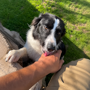 Atención personalizada, amplios espacios y un entorno familiar para que tu perro disfrute de sus vacaciones con total tranquilidad. - Residencia Canina Akrama Cantabria