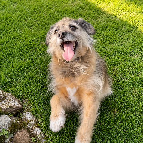 GALERIA DE LA RESIDENCIA CANINA AKRAMA CANTABRIA