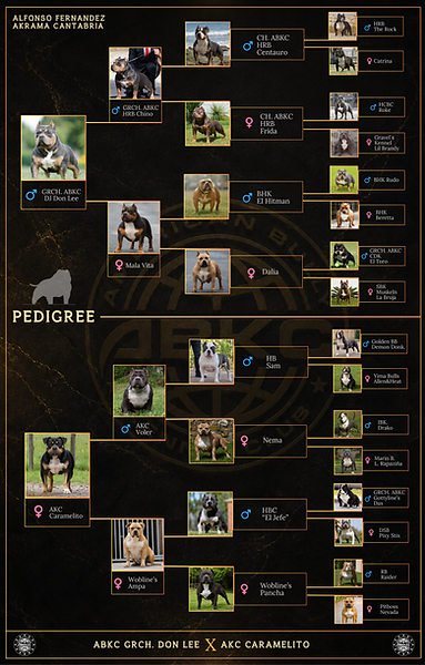 pedigree de la camada abkc grch don lee x akc caramelito - cachorros de american bully pocket, classic, standard - akrama cantabria - españa