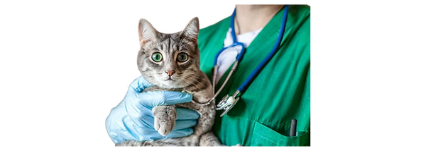 Veterinary certificates for international pet transport ensuring health, safety and compliance with global regulations | Animal Transport EU