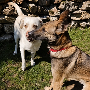 Cada perro recibe cuidados adaptados a sus necesidades para que se sienta como en casa. - Hotel Canino Akrama Cantabria