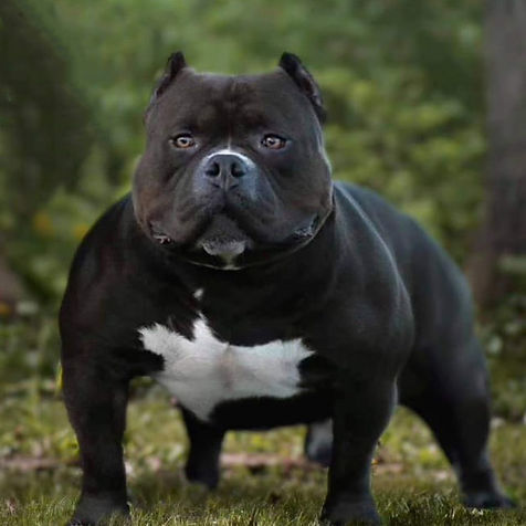 razor's edge demon boy - american bully standard black - ancestro de linaje de bil&bulls roma