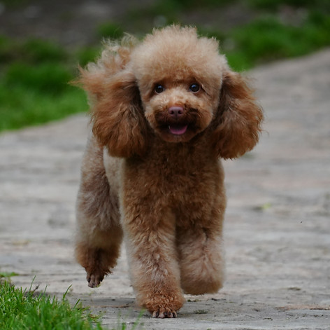 Caniche Toy hembra color apricot oscuro con expresión dulce, pelo abundante y excelente morfología típica del poodle toy. - petit chiens - akrama cantabria