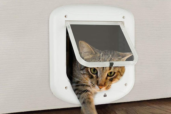 Door to door pet collection service for safe worldwide transport | Animal Transport EU