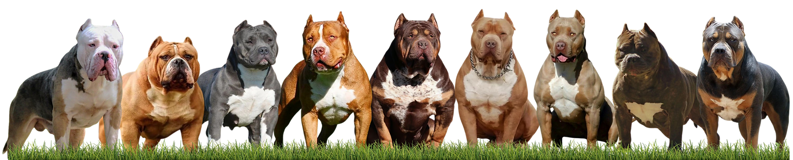 origem,historia,caracter,tipos y características del american bully