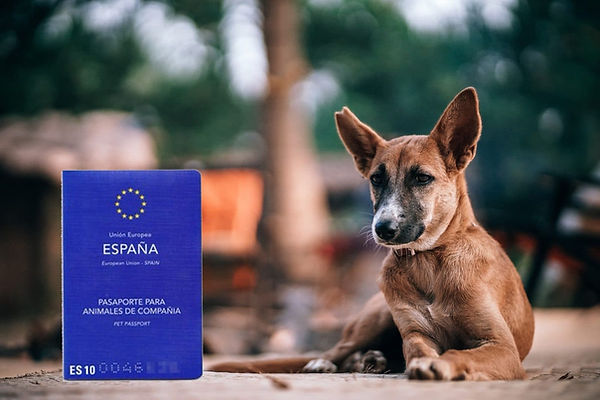 Documentation check for international pet transport including passports, microchips, vaccines and CITES permits | Animal Transport EU