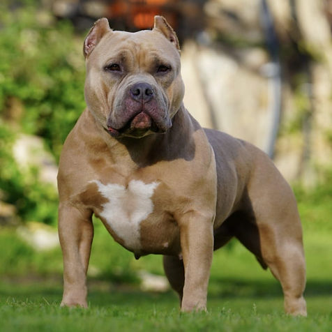 hembras de american bully - akrama cantabria, españa