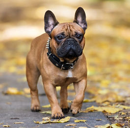 Bulldog Frances, origen del american bully, akrama cantabria, españa