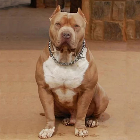 origen del american bully- akrama cantabria