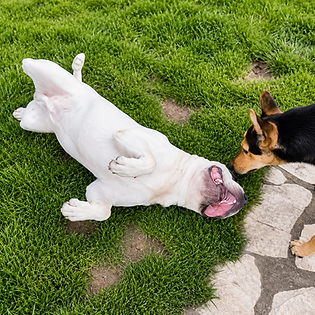 Juego, ejercicio y socialización supervisada para favorecer el bienestar físico y emocional de nuestros huéspedes. - Residencia Canina Akrama Cantabria