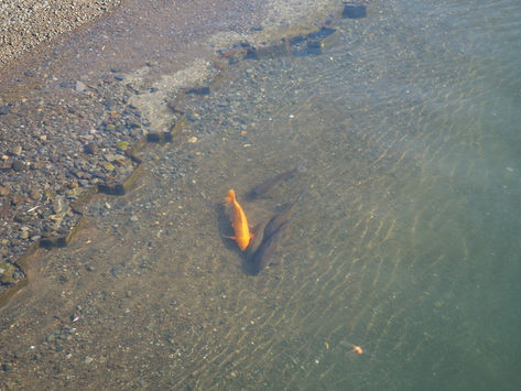 伊東における「ノルウェーのサバ」について