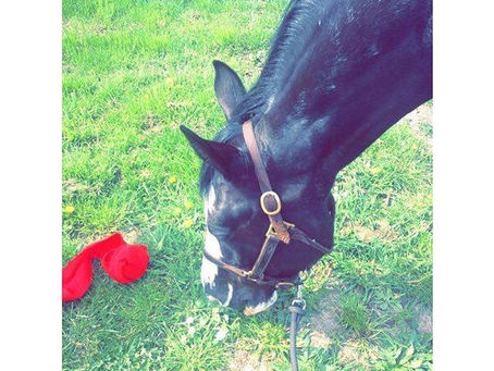 A few photos of my equine adventures in NZ