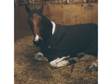 Why do I like horses?