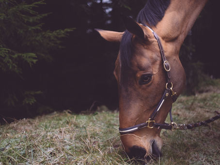 Are You Burghley Bound?