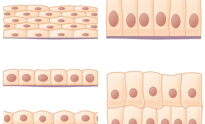 Skin Types.jpg.webp