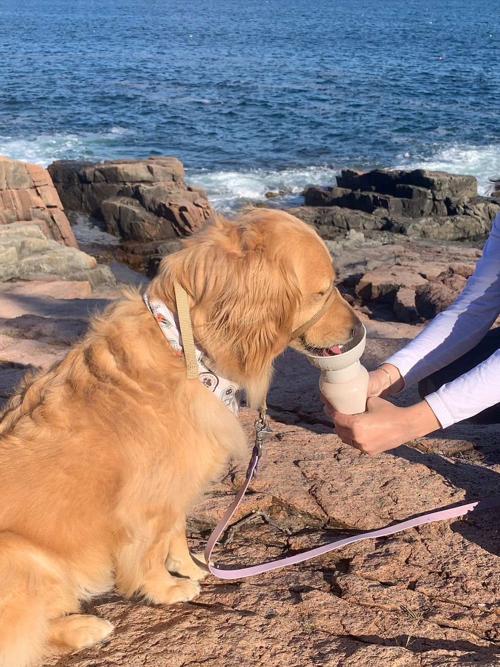A dog wearing a bandana drinking from a travel water bottle on the beach