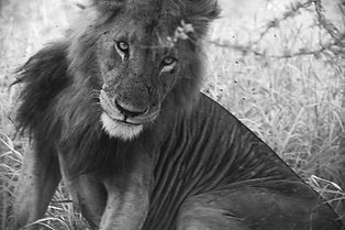 LiontheBest.jpeg