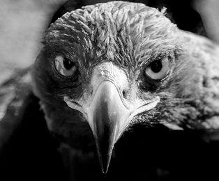 eageleyessmall.jpg