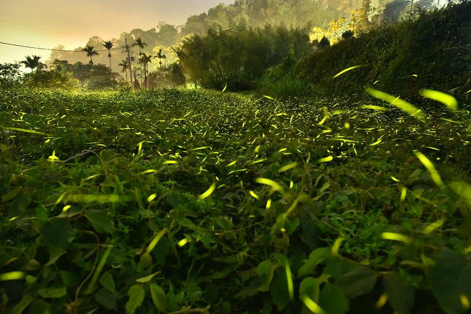 瑞峰村。茶園與螢