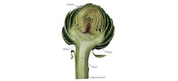 Artichoke