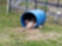 pigsinaabarrel.jpg