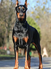 Comportementaliste canin Haute-Marne