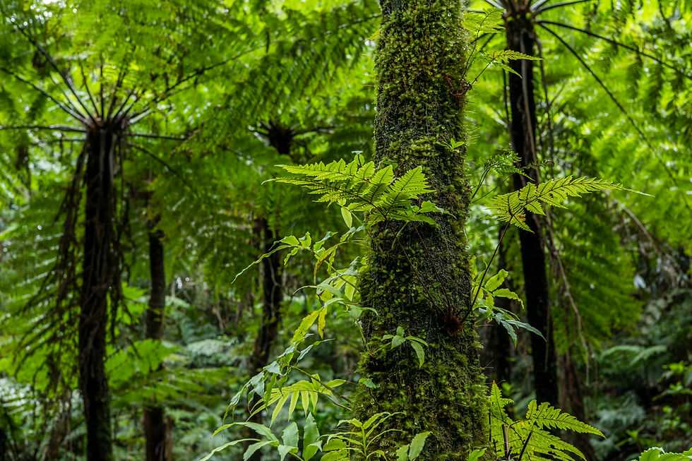 Thumbnail: Mossy tree trunk in a lush forest of green ferns.