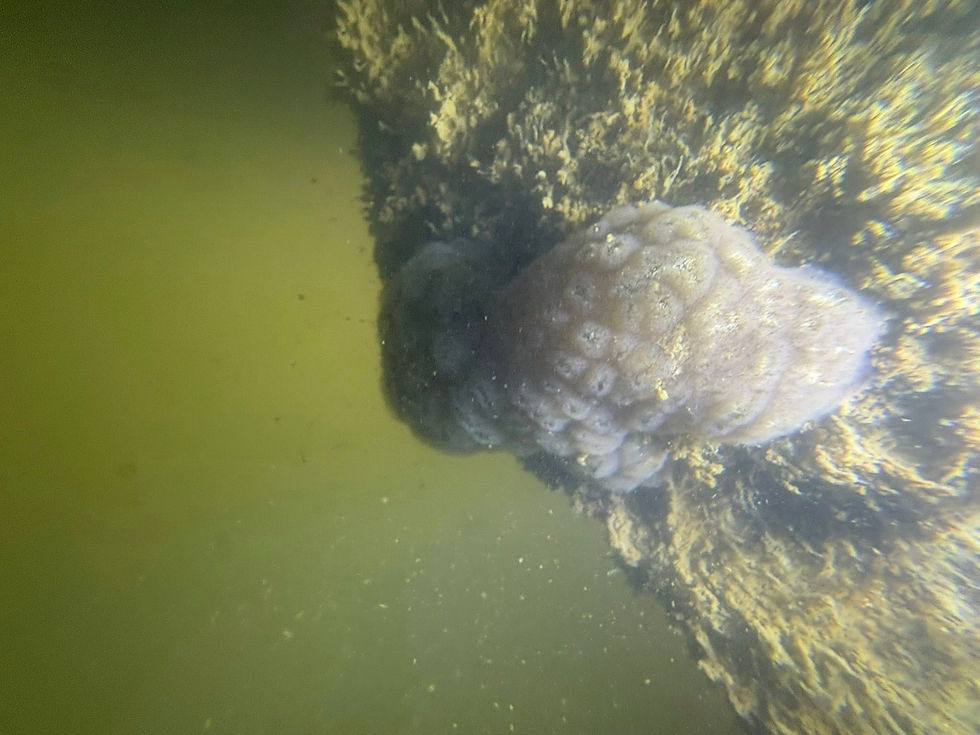 Bryozoan in Lake Eufaula