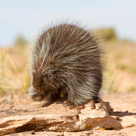 How often are you aware of the porcupine dilemma?