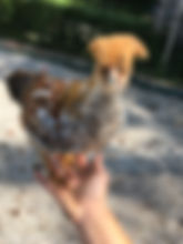 IMG_7223.jpeg