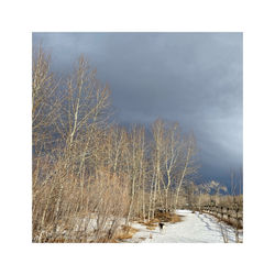 Dog Walks and Moody Skies