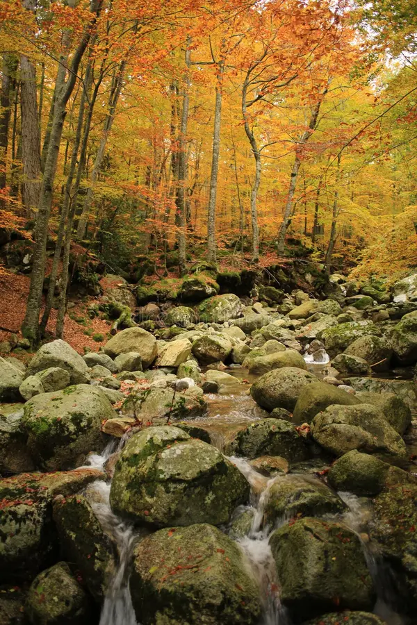 Les incroyables couleurs de l'automne du côté de la montagne Corse