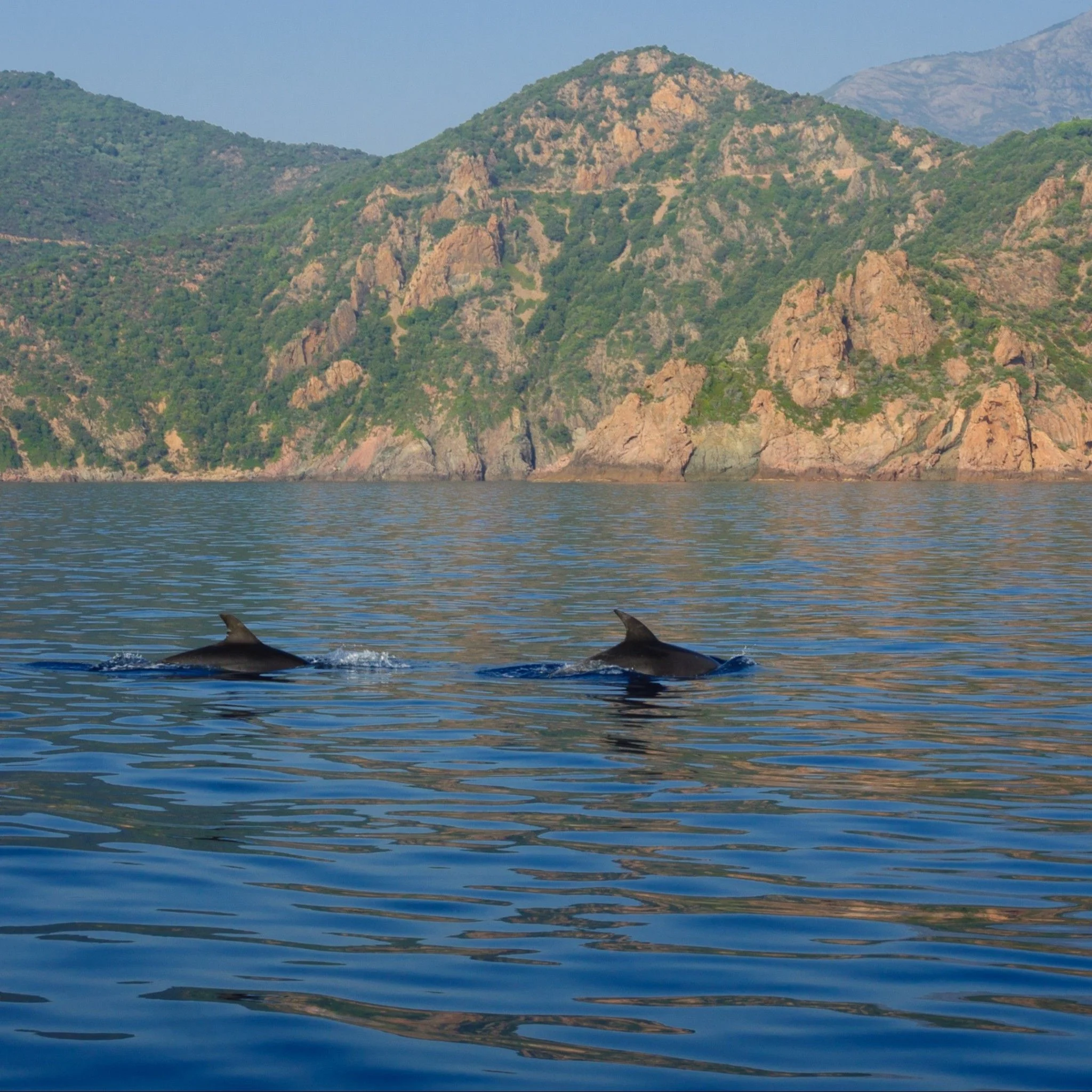 Les dauphins qui profitent du calme de la fin de saison en Corse