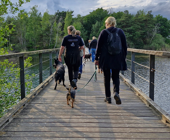 Socialisatiewandeling met honden