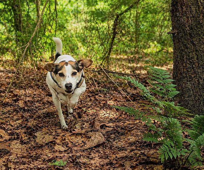 Hond heeft de runner gevonden, mantrailing
