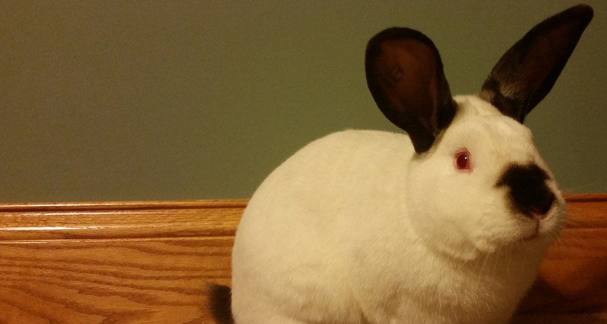 Holland Lop Rabbits United States The Blackberry Junction