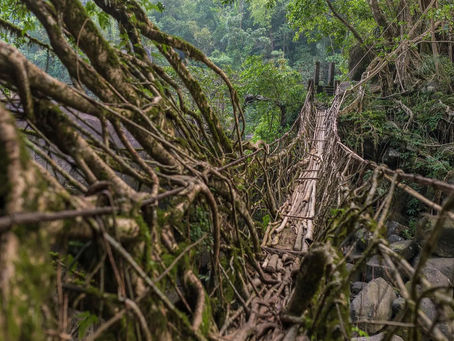 Living Root Bridges of Meghalaya, India